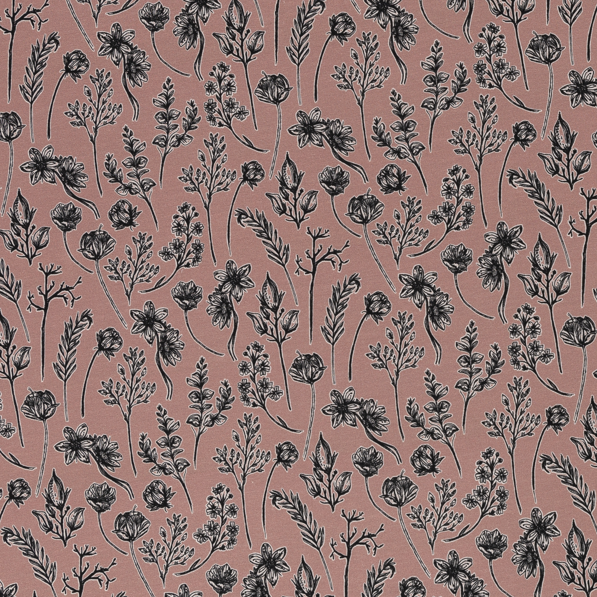 Modaaldressikangas Herbarium 