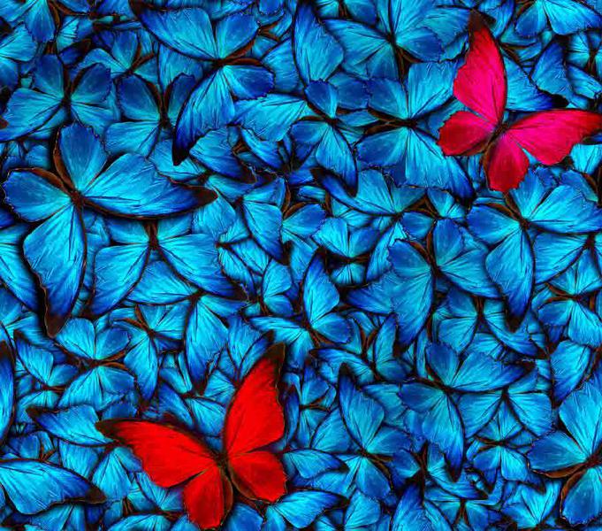 Trikotaaž Butterflies blue, digiprint