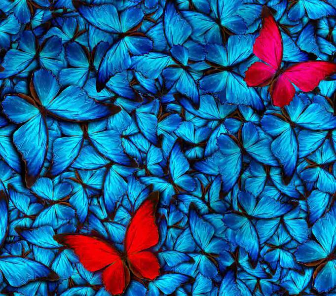 Trikotaaž Butterflies blue, digiprint