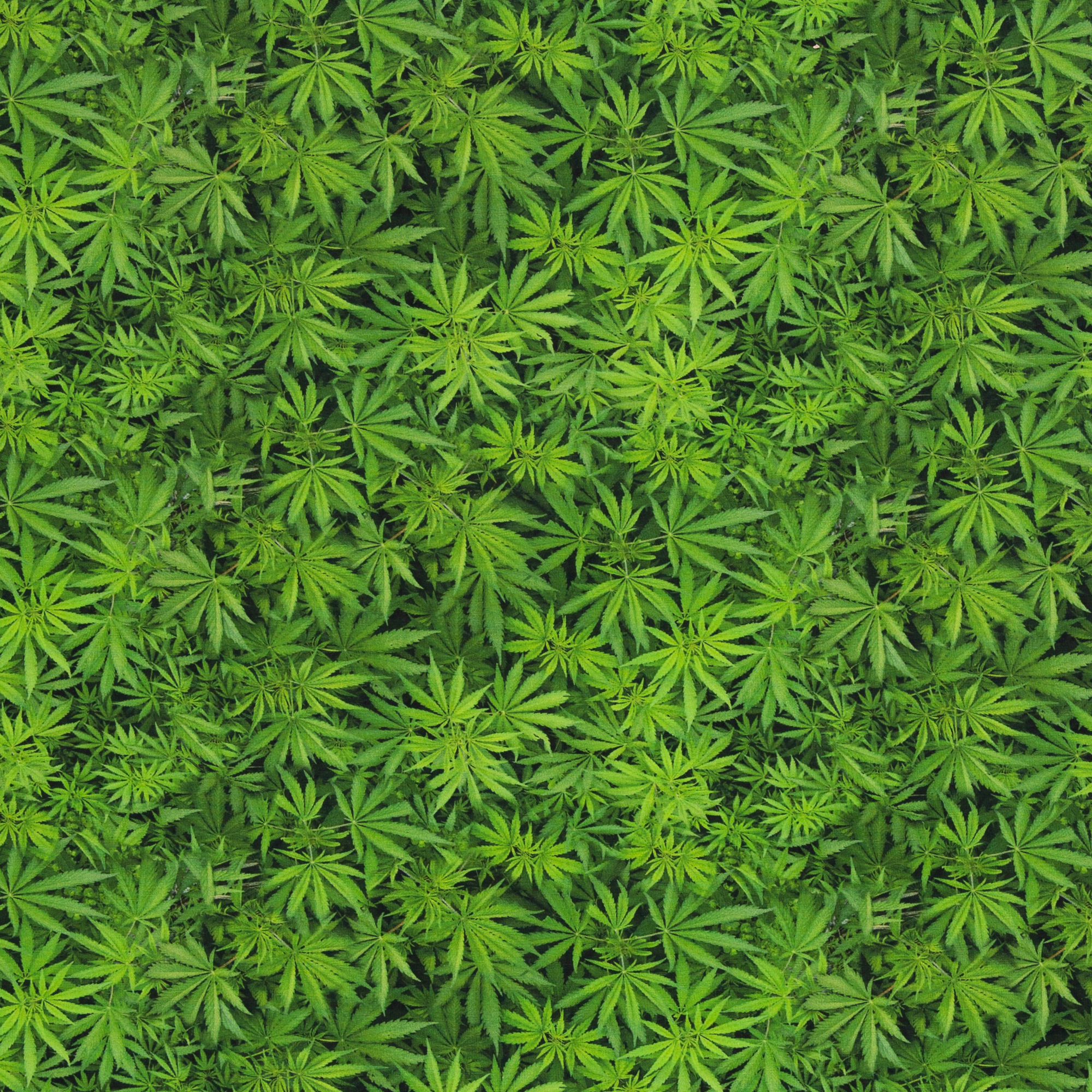 Trikotaaž Cannabis, digiprint